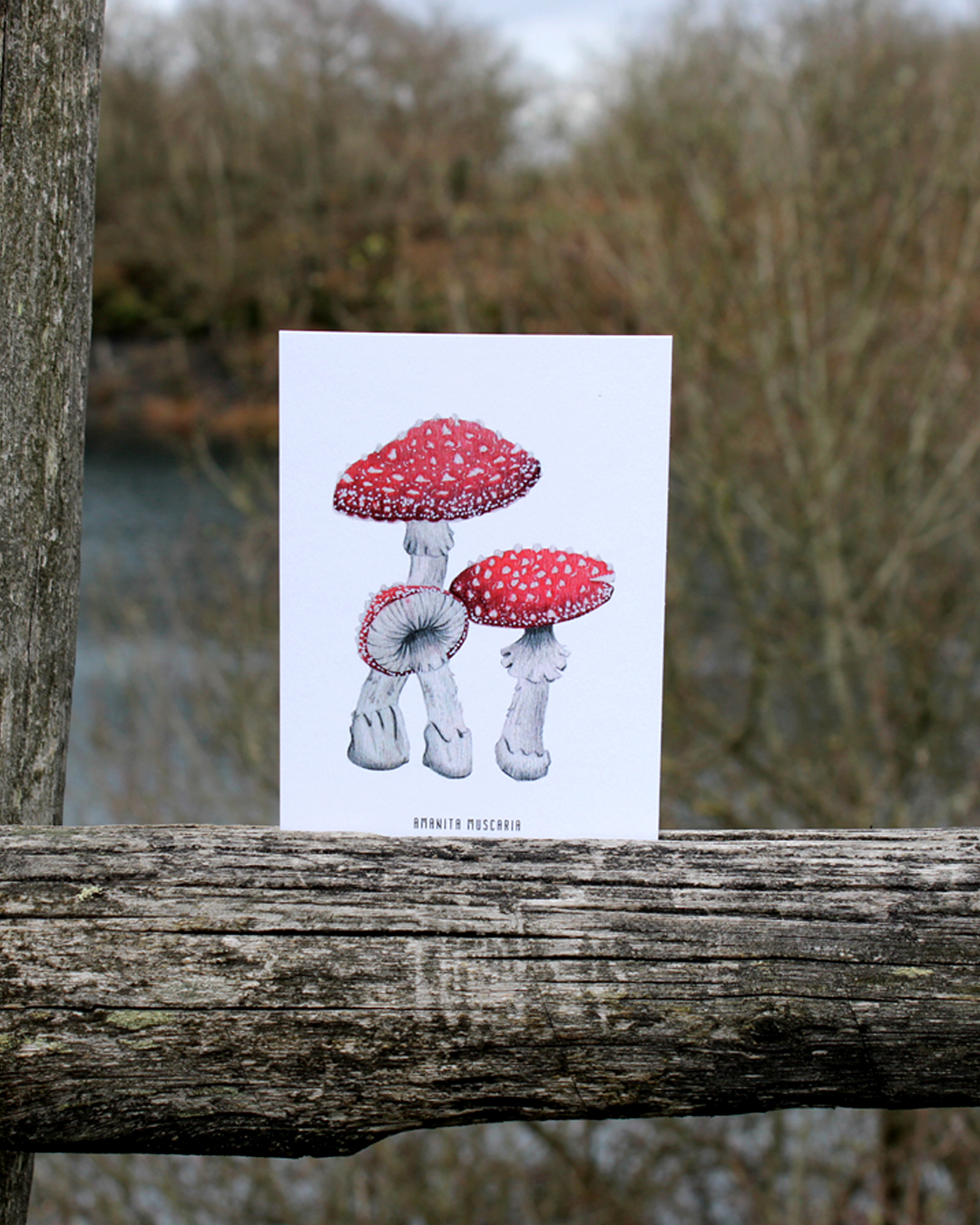 illustration, dessin, champignons, créatrice française, impression locale, idée cadeau, made in france, kapsule éphémère