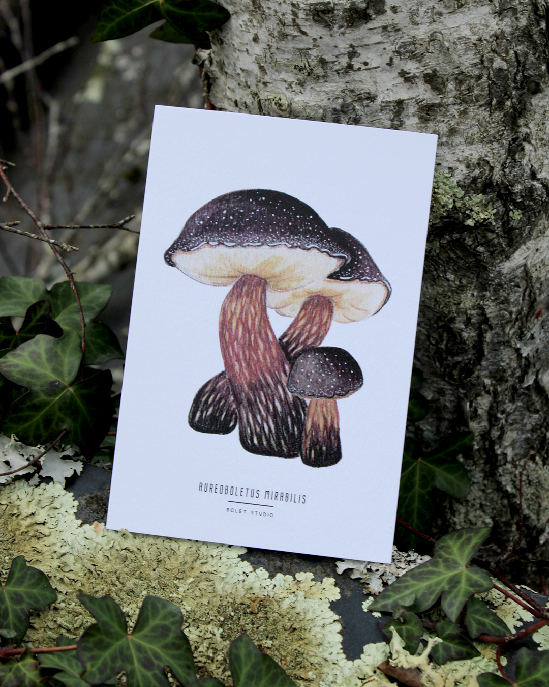 illustration, dessin, champignons, créatrice française, impression locale, idée cadeau, made in france, kapsule éphémère