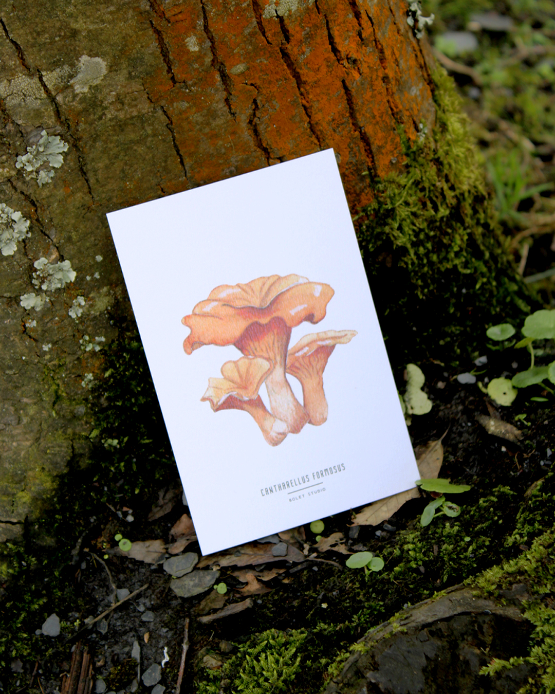 illustration, dessin, champignons, créatrice française, impression locale, idée cadeau, made in france, kapsule éphémère