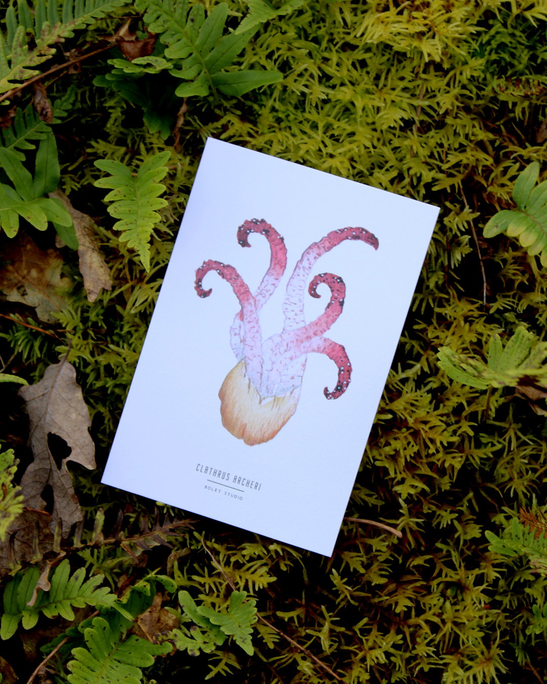 illustration, dessin, champignons, créatrice française, impression locale, idée cadeau, made in france, kapsule éphémère
