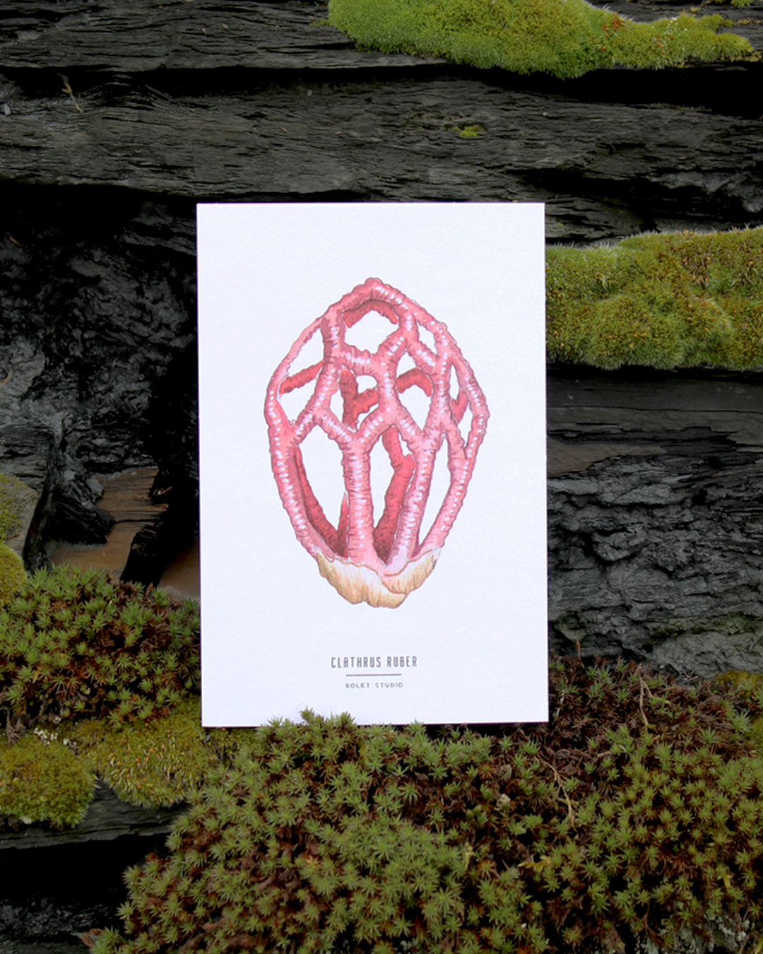 illustration, dessin, champignons, créatrice française, impression locale, idée cadeau, made in france, kapsule éphémère