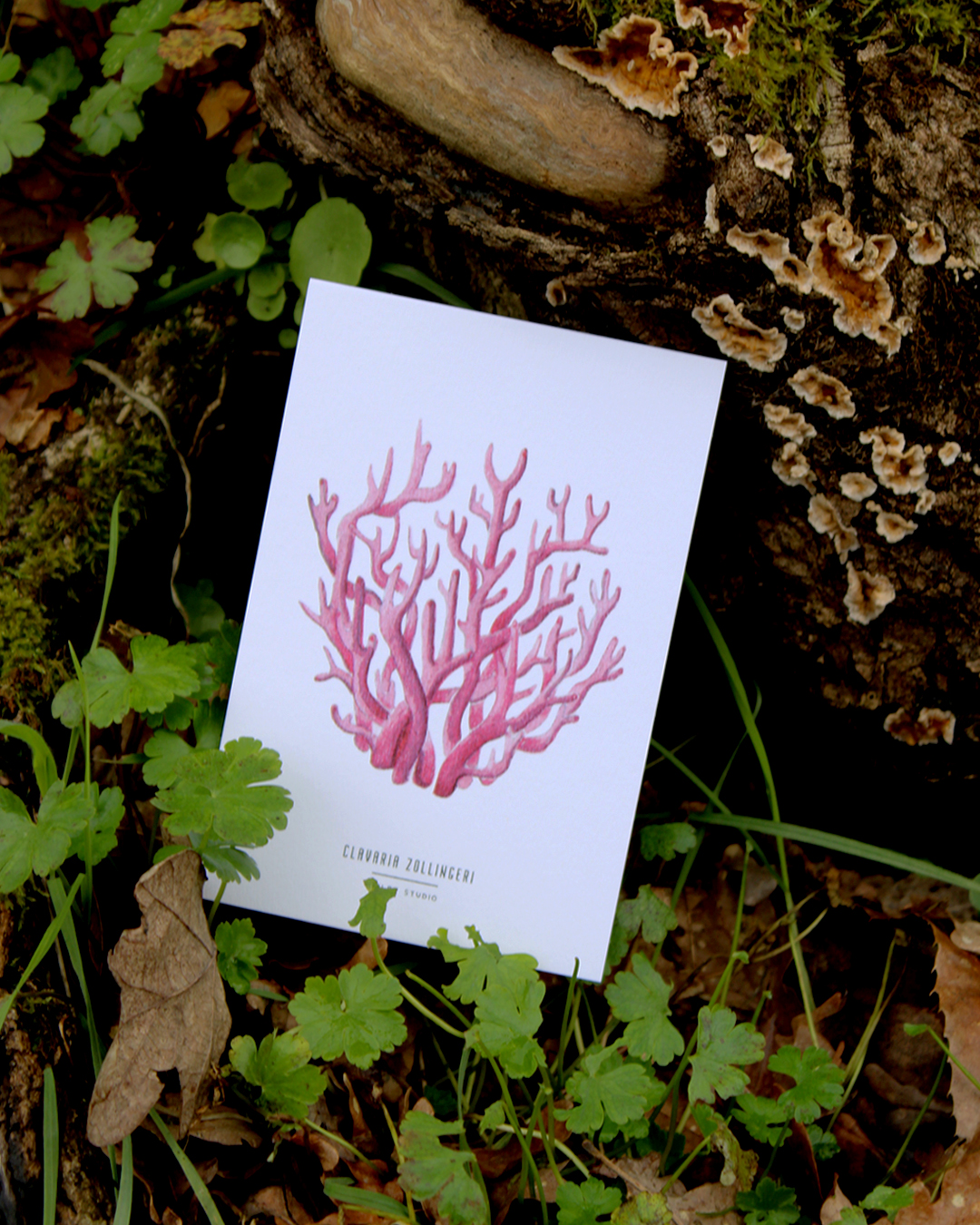 illustration, dessin, champignons, créatrice française, impression locale, idée cadeau, made in france, kapsule éphémère