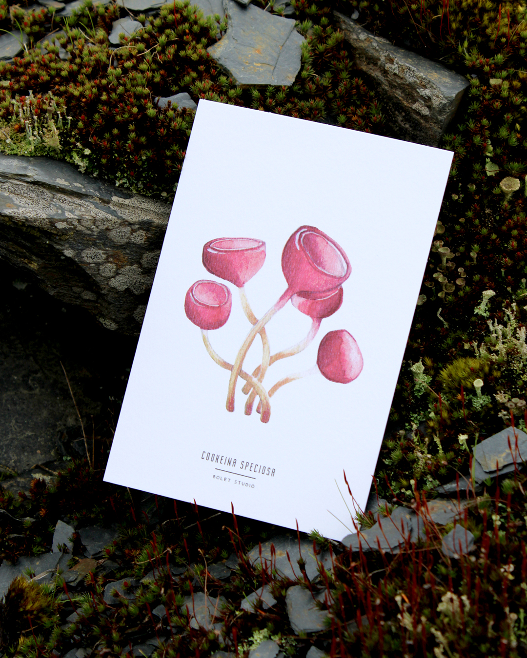illustration, dessin, champignons, créatrice française, impression locale, idée cadeau, made in france, kapsule éphémère