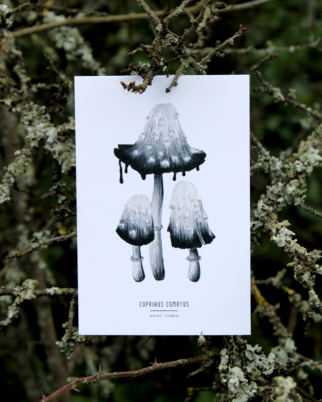 illustration, dessin, champignons, créatrice française, impression locale, idée cadeau, made in france, kapsule éphémère