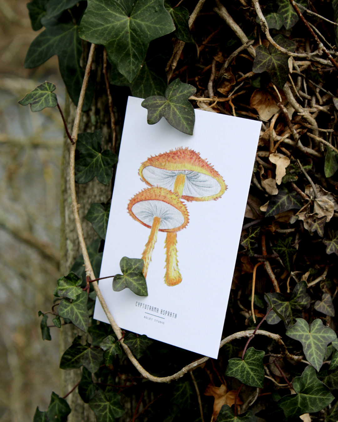 illustration, dessin, champignons, créatrice française, impression locale, idée cadeau, made in france, kapsule éphémère