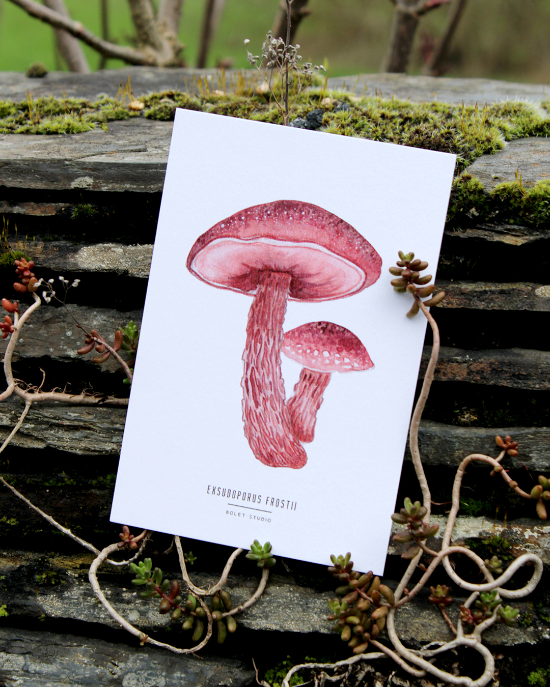 illustration, dessin, champignons, créatrice française, impression locale, idée cadeau, made in france, kapsule éphémère