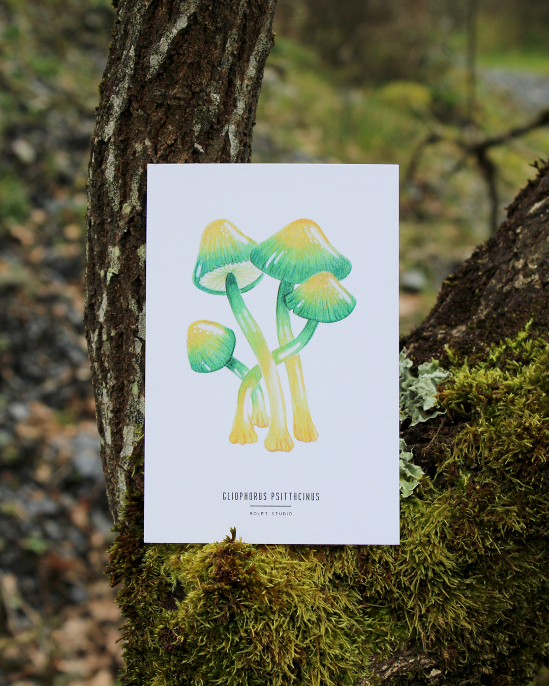 illustration, dessin, champignons, créatrice française, impression locale, idée cadeau, made in france, kapsule éphémère