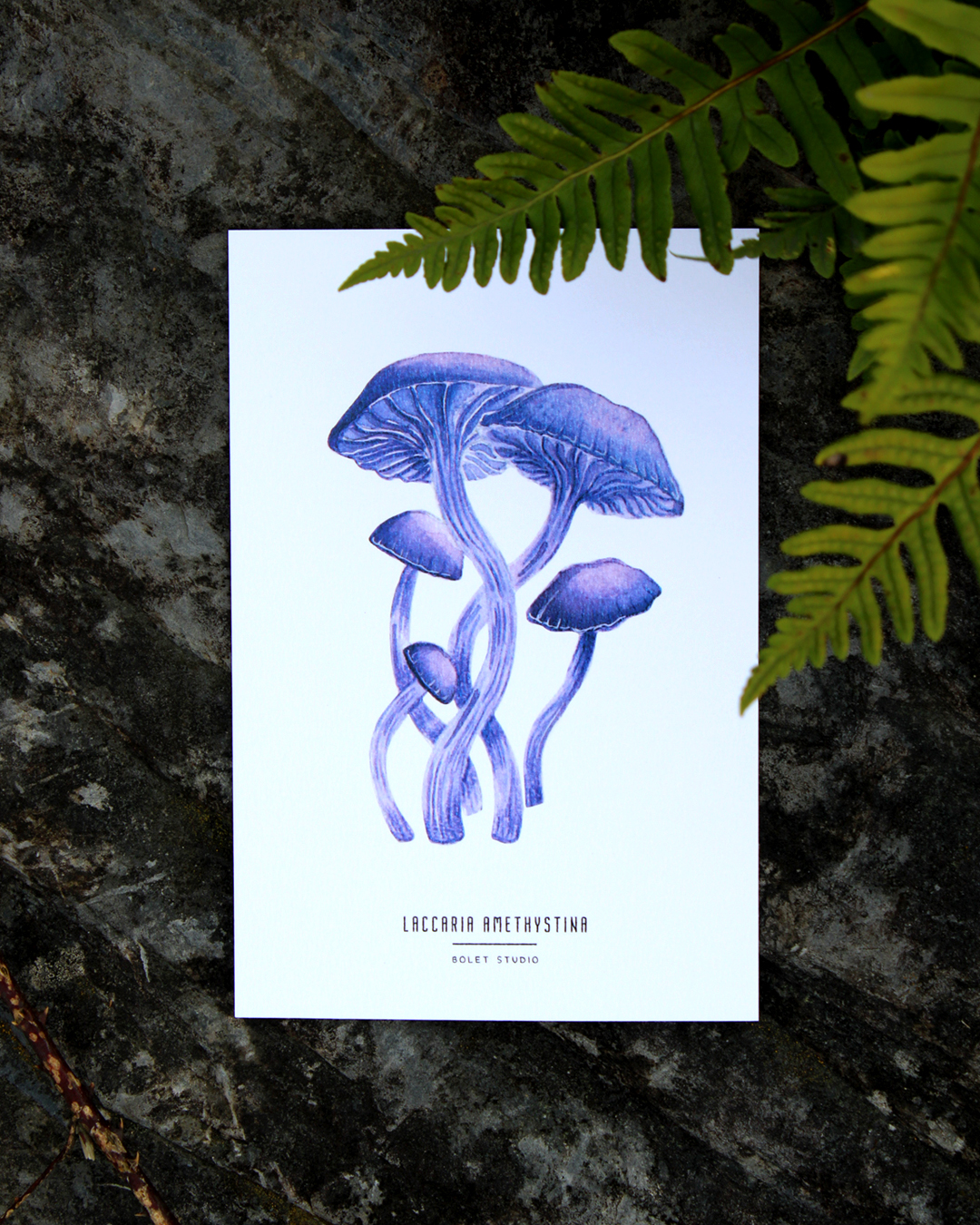 illustration, dessin, champignons, créatrice française, impression locale, idée cadeau, made in france, kapsule éphémère