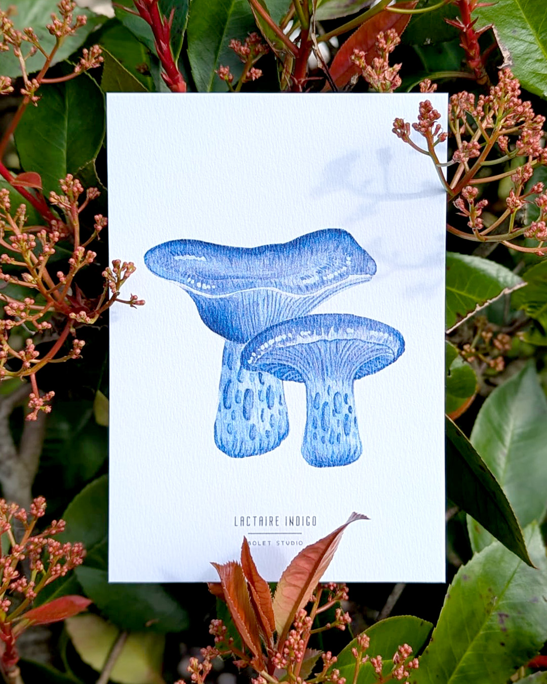 illustration, dessin, champignons, créatrice française, impression locale, idée cadeau, made in france, kapsule éphémère