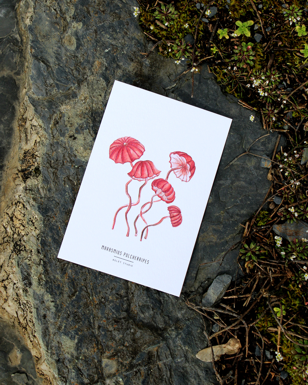 illustration, dessin, champignons, créatrice française, impression locale, idée cadeau, made in france, kapsule éphémère