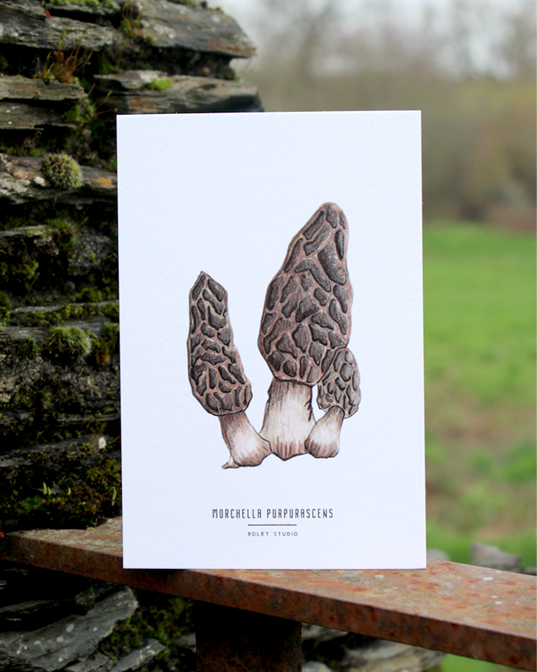 illustration, dessin, champignons, créatrice française, impression locale, idée cadeau, made in france, kapsule éphémère