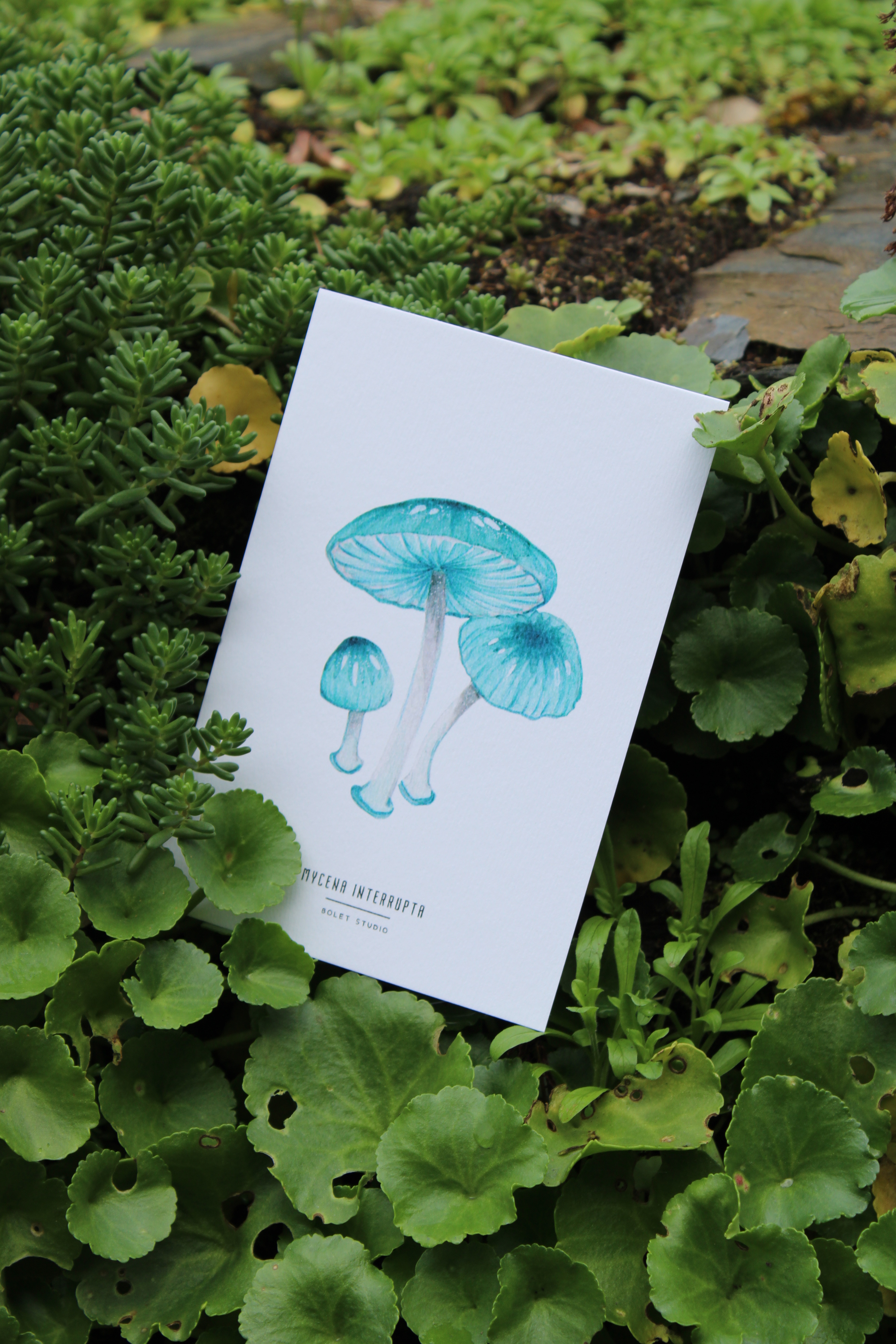 illustration, dessin, champignons, créatrice française, impression locale, idée cadeau, made in france, kapsule éphémère