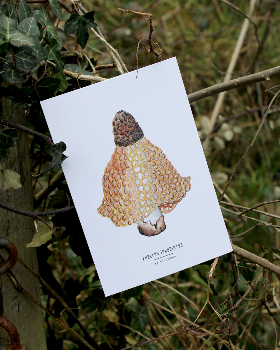 illustration, dessin, champignons, créatrice française, impression locale, idée cadeau, made in france, kapsule éphémère