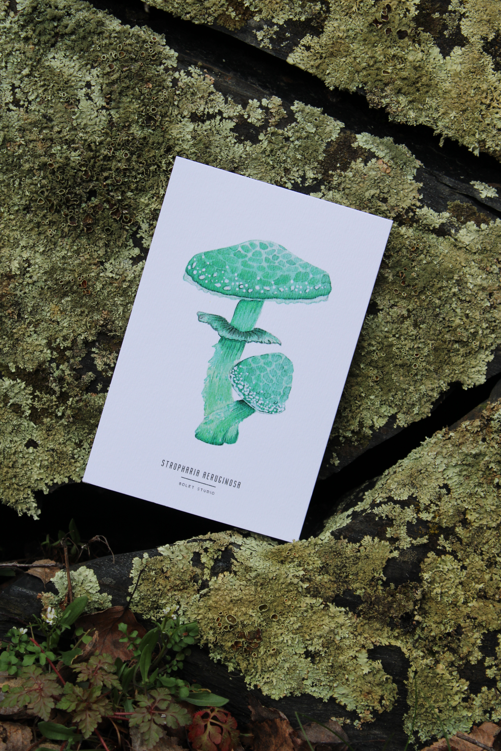 illustration, dessin, champignons, créatrice française, impression locale, idée cadeau, made in france, kapsule éphémère