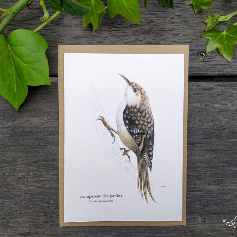 carte postale, dessin, aquarelle, illustration, oiseau, nature, idée de cadeau, déco, impression locale, créatrice française, boutique de créateurs, boutique nantaise, kapsule éphémère