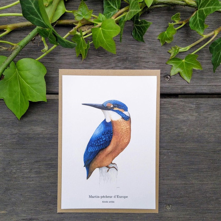 carte postale, dessin, aquarelle, illustration, oiseau, nature, idée de cadeau, déco, impression locale, créatrice française, boutique de créateurs, boutique nantaise, kapsule éphémère