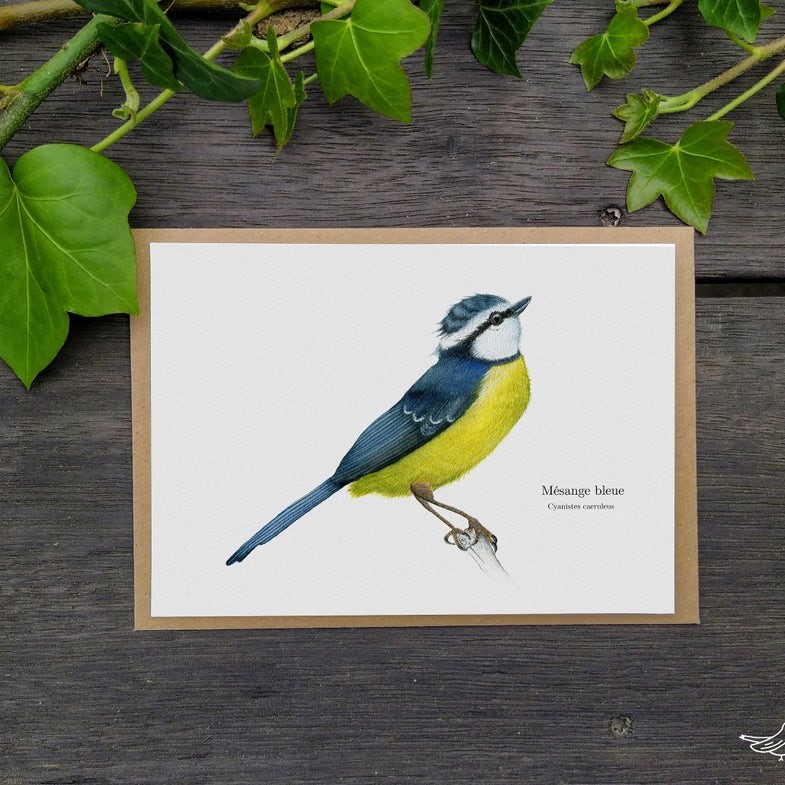 carte postale, dessin, aquarelle, illustration, oiseau, nature, idée de cadeau, déco, impression locale, créatrice française, boutique de créateurs, boutique nantaise, kapsule éphémère
