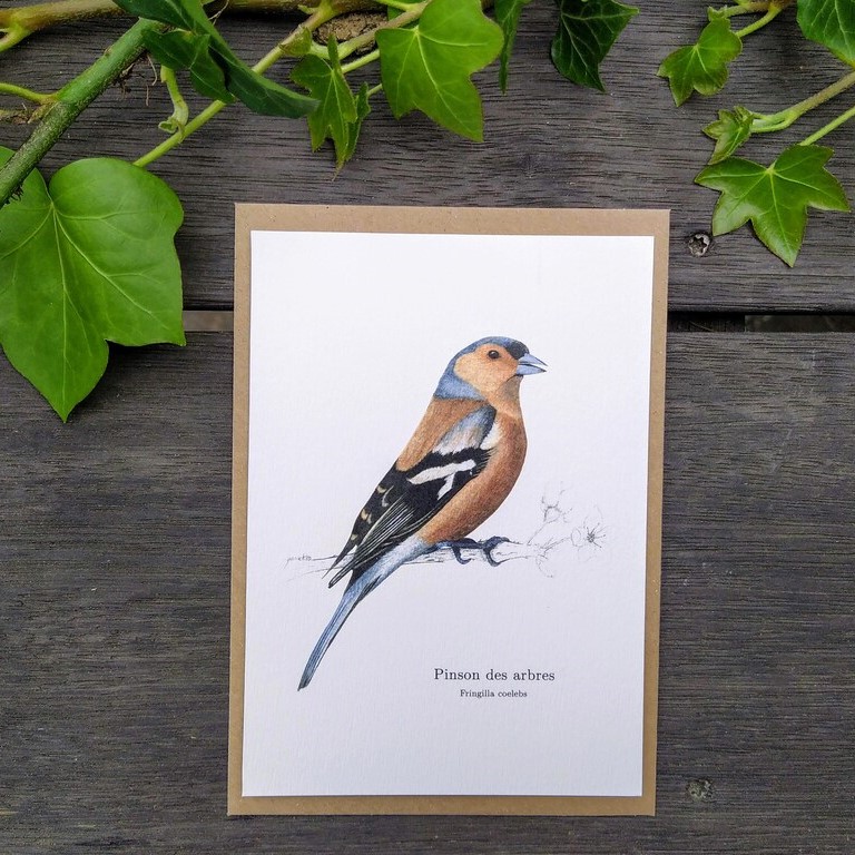 carte postale, dessin, aquarelle, illustration, oiseau, nature, idée de cadeau, déco, impression locale, créatrice française, boutique de créateurs, boutique nantaise, kapsule éphémère