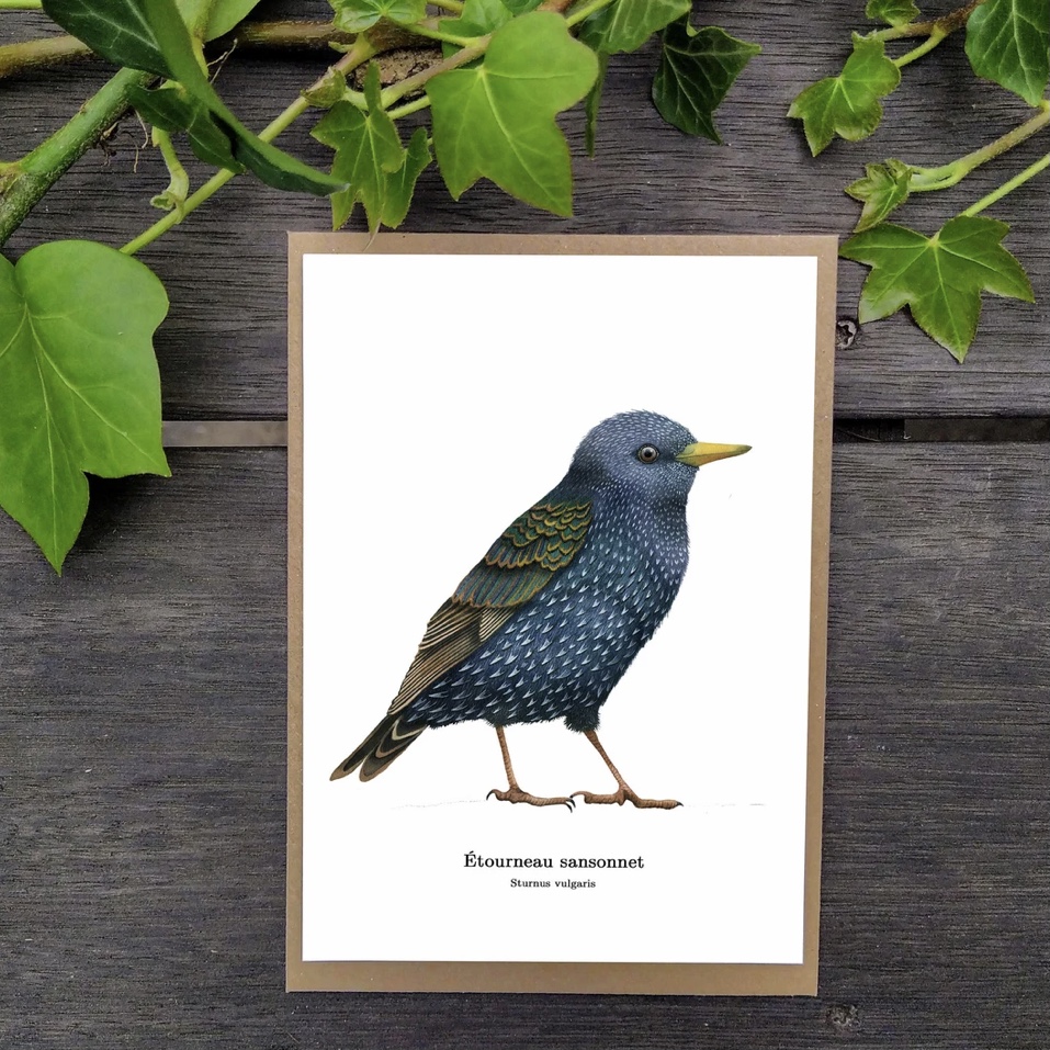carte postale, dessin, aquarelle, illustration, oiseau, nature, idée de cadeau, déco, impression locale, créatrice française, boutique de créateurs, boutique nantaise, kapsule éphémère