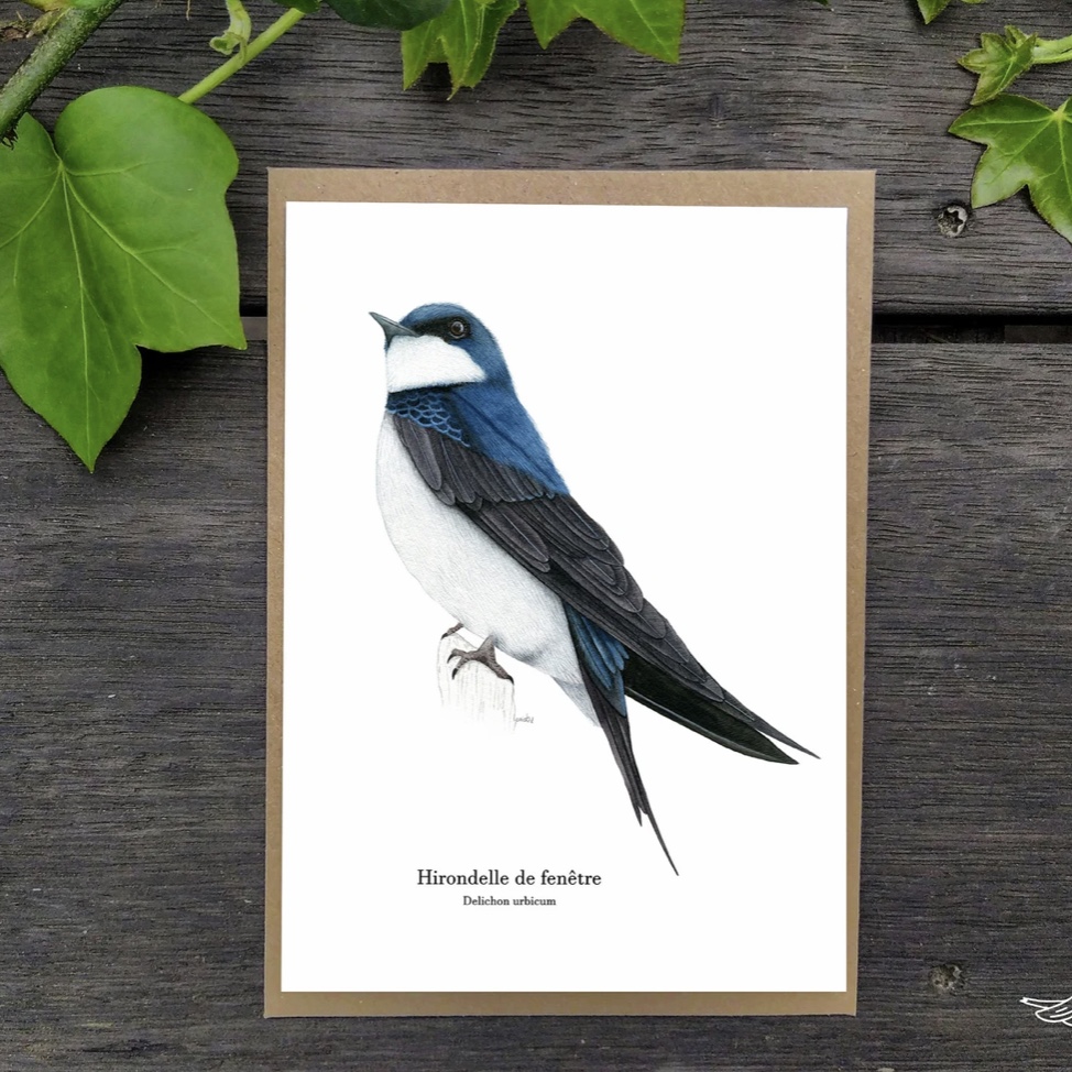 carte postale, dessin, aquarelle, illustration, oiseau, nature, idée de cadeau, déco, impression locale, créatrice française, boutique de créateurs, boutique nantaise, kapsule éphémère