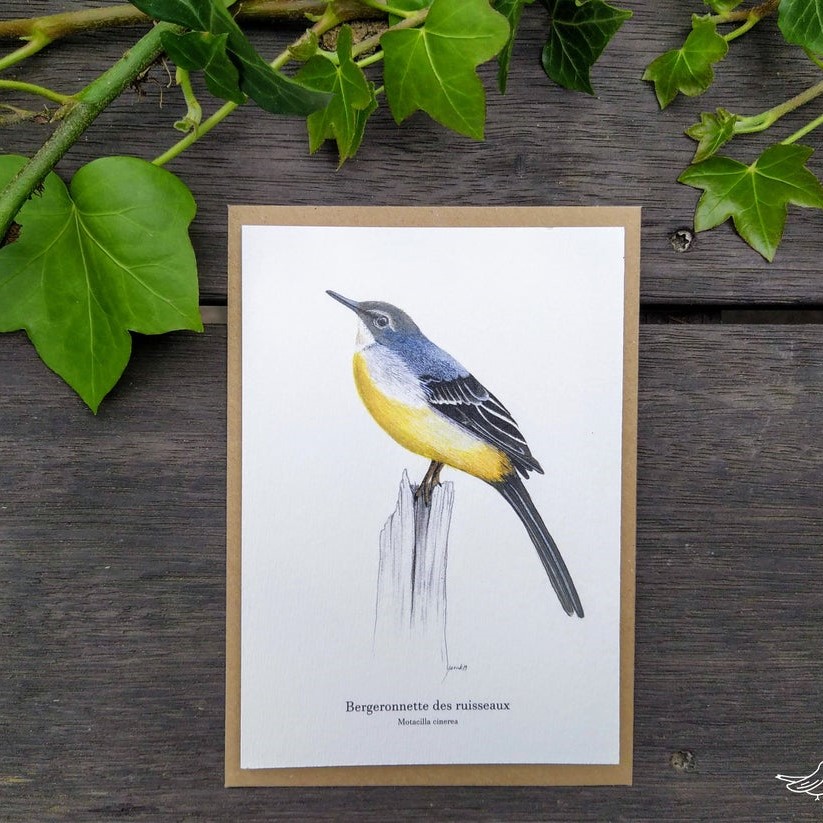 carte postale, dessin, aquarelle, illustration, oiseau, nature, idée de cadeau, déco, impression locale, créatrice française, boutique de créateurs, boutique nantaise, kapsule éphémère
