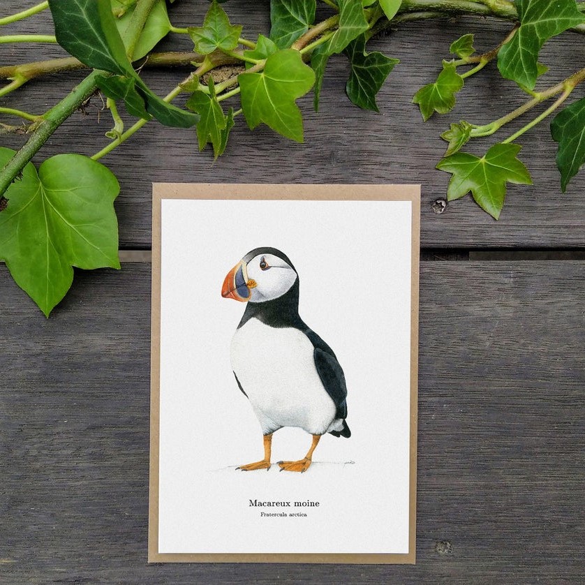 carte postale, dessin, aquarelle, illustration, oiseau, nature, idée de cadeau, déco, impression locale, créatrice française, boutique de créateurs, boutique nantaise, kapsule éphémère