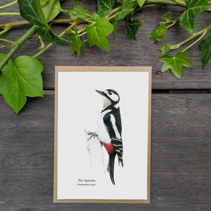 carte postale, dessin, aquarelle, illustration, oiseau, nature, idée de cadeau, déco, impression locale, créatrice française, boutique de créateurs, boutique nantaise, kapsule éphémère