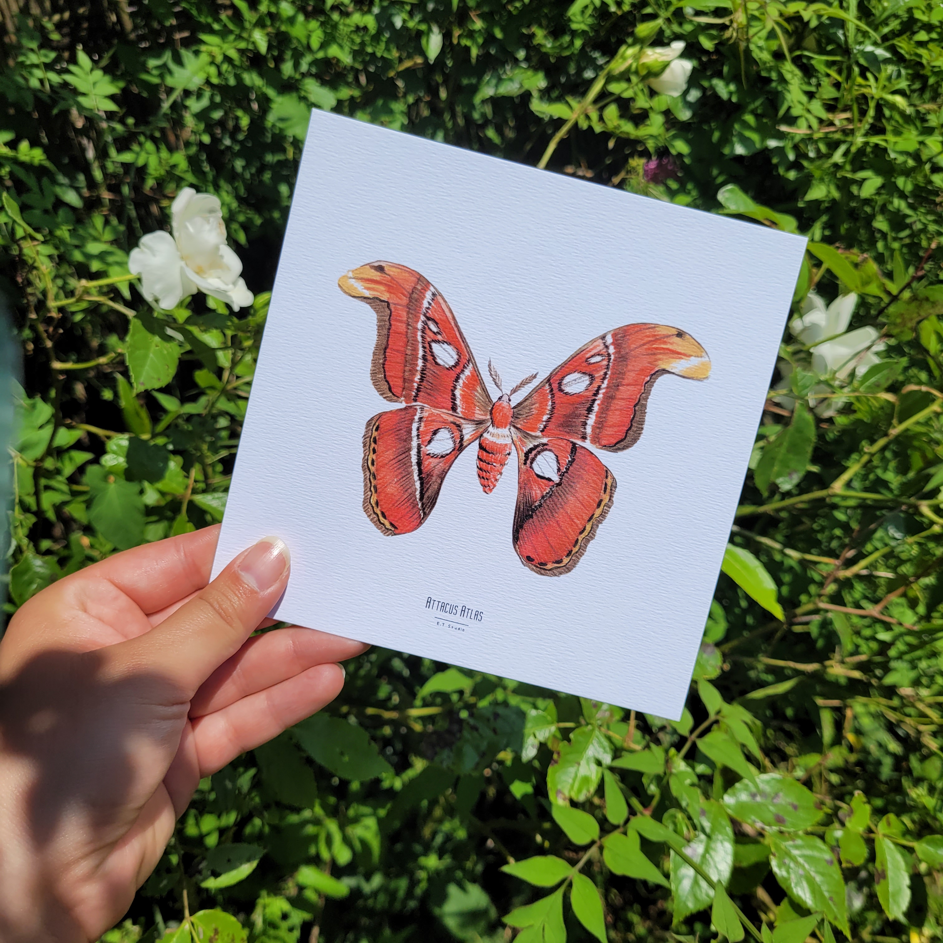 carte, illustration, dessin, insectes, créatrice française, impression locale, idée cadeau, made in france, kapsule éphémère