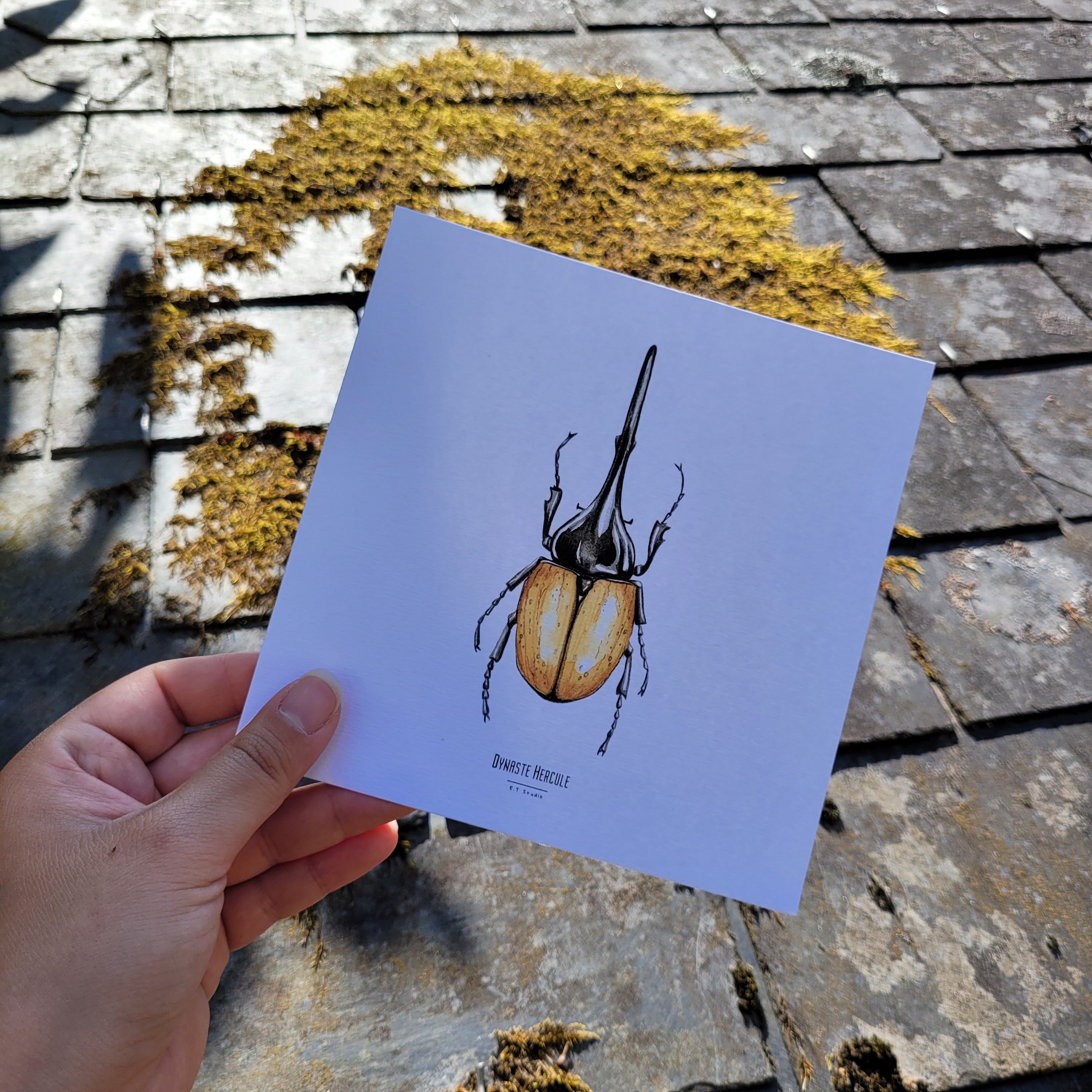 carte, illustration, dessin, insectes, créatrice française, impression locale, idée cadeau, made in france, kapsule éphémère