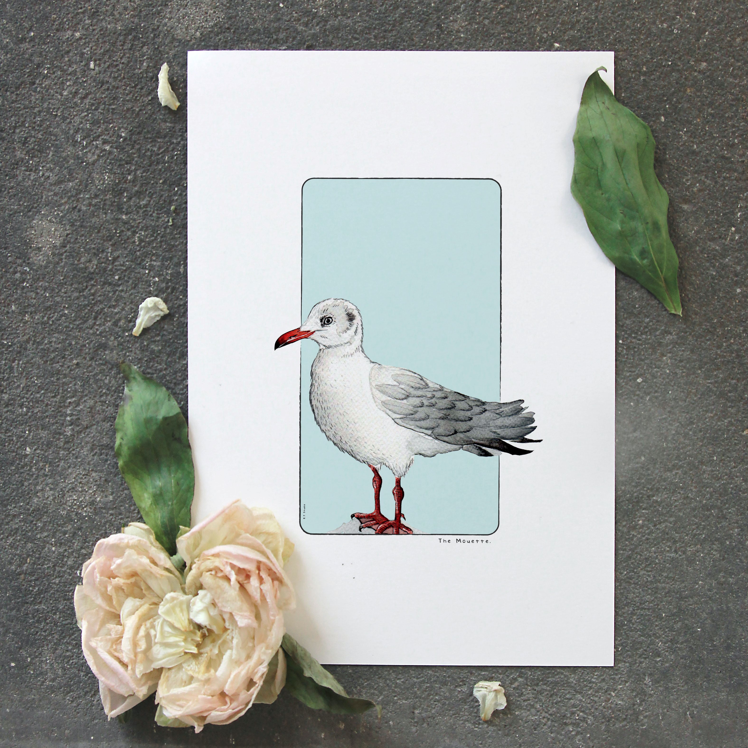 carte, illustration, dessin, insectes, créatrice française, impression locale, idée cadeau, made in france, kapsule éphémère